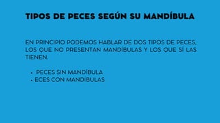 TIPOS DE PECES SEGÚN SU MANDÍBULA
PECES SIN MANDÍBULA
ECES CON MANDÍBULAS
EN PRINCIPIO PODEMOS HABLAR DE DOS TIPOS DE PECES,
LOS QUE NO PRESENTAN MANDÍBULAS Y LOS QUE SÍ LAS
TIENEN.
 