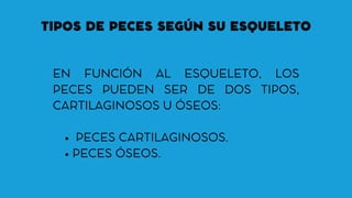 TIPOS DE PECES SEGÚN SU ESQUELETO
PECES CARTILAGINOSOS.
PECES ÓSEOS.
EN FUNCIÓN AL ESQUELETO, LOS
PECES PUEDEN SER DE DOS TIPOS,
CARTILAGINOSOS U ÓSEOS:
 