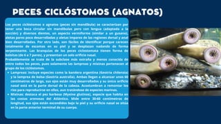 Lampreas: incluye especies como la bandera argentina (Geotria chilensia)
y la lamprea de bolsa (Geotria australia). Ambas llegan a alcanzar unos 60
centímetros de largo, sus ojos están muy desarrollados y su único orificio
nasal está en la parte dorsal de la cabeza. Acostumbran a remontar los
ríos para reproducirse en ellos, aun tratándose de especies marinas.
Mixinas: destaca el pez barbosa (Myxine glutinos), especie que habita en
las costas arenosas del Atlántico. Mide entre 30-60 centímetros de
longitud, sus ojos están escondidos bajo la piel y su orificio nasal se sitúa
en la parte anterior terminal de su cuerpo.
Los peces ciclóstomos o agnatos (peces sin mandíbula) se caracterizan por
tener una boca circular sin mandíbulas pero con lengua (adaptada a la
succión) y diversos dientes, un aspecto vermiforme (similar a un gusano),
aletas pares poco desarrolladas y aletas impares de las regiones dorsal y anal
bien desarrolladas. Por otro lado, son fáciles de identificar porque carecen
totalmente de escamas en su piel y se desplazan nadando de forma
serpenteante. Las branquias de los peces ciclostomata tienen forma de
bolsitas (de 6 a 7 pares), y presentan un solo orificio nasal.
Probablemente se trate de la subclase más extraña y menos conocida de
entre todos los peces, pues solamente las lampreas y mixinas pertenecen al
grupo de los ciclóstomos.
PECES CICLÓSTOMOS (AGNATOS)
 