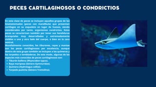 Tiburón ballena (Rhyncodon typus).
Raya mariposa (Género Gymnuridae).
Quimera (Hydrolagus colliei).
Torpedo puelcha (Género Tremolina).
En esta clase de peces se incluyen aquellos grupos de los
Gnatostomados (peces con mandíbula) que presentan
cartílagos en su esqueleto en lugar de huesos, siendo
considerados por tanto, organismos condrictios. Estos
peces se caracterizan también por tener sus hendiduras
branquiales muy desarrolladas y extremadamente
visibles a uno y otro lado del cuerpo, o bien en la cara
ventral.
Mundialmente conocidos, los tiburones, rayas y mantas
son los peces cartilaginosos por excelencia, aunque
dentro de este grupo también se incluyen a las quimeras y
los torpedos o tembladeras. De este modo, algunas de las
especies más conocidas de peces cartilaginosos son:
PECES CARTILAGINOSOS O CONDRICTIOS
 