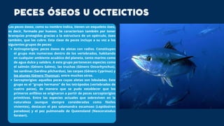 Actinopterigios: peces óseos de aletas con radios. Constituyen
el grupo más numeroso dentro de los vertebrados, habitando
en cualquier ambiente acuático del planeta, tanto marino como
de agua dulce y salobre. A este grupo pertenecen especies como
el salmón (Género Salmo), las truchas (Género Oncorhynchus),
las sardinas (Sardina pilchardus), las carpas (Género Cyprinus) y
los atunes (Género Thunnus), entre muchos otros.
Sarcopterigios: aquellos peces cuyas aletas son lobuladas. Este
grupo es el "grupo hermano" de los tetrápodos (vertebrados de
cuatro patas), de manera que se pudo establecer que los
primeros anfibios se originaron a partir de peces sarcopterigios
primitivos. Entre las especies actuales que sobreviven en la
naturaleza (aunque siempre consideradas como fósiles
vivientes), destacan el pez salamandra escamoso (Lepidosiren
paradoxa) y el pez pulmonado de Queensland (Neoceratodus
forsteri).
Los peces óseos, como su nombre indica, tienen un esqueleto óseo,
es decir, formado por huesos. Se caracterizan también por tener
branquias protegidas gracias a la estructura de un opérculo, óseo
también, que las cubre. Esta clase de peces incluye a su vez a los
siguientes grupos de peces:
PECES ÓSEOS U OCTEICTIOS
 