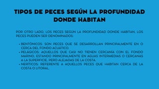 TIPOS DE PECES SEGÚN LA PROFUNDIDAD
DONDE HABITAN
BENTÓNICOS: SON PECES QUE SE DESARROLLAN PRINCIPALMENTE EN O
CERCA DEL FONDO ACUÁTICO.
PELÁGICOS: AQUELLOS QUE CASI NO TIENEN CERCANÍA CON EL FONDO
MARINO, ESTANDO PRINCIPALMENTE EN AGUAS INTERMEDIAS O CERCANAS
A LA SUPERFICIE, PERO ALEJADAS DE LA COSTA.
NERÍTICOS: REFERENTE A AQUELLOS PECES QUE HABITAN CERCA DE LA
COSTA O LITORAL.
POR OTRO LADO, LOS PECES SEGÚN LA PROFUNDIDAD DONDE HABITAN, LOS
PECES PUEDEN SER DENOMINADOS:
 