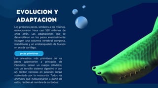 EVOLUCION Y
ADAPTACION
peces primitivos
Los primeros peces, similares a los mixinos,
evolucionaron hace casi 550 millones de
años atrás. Las adaptaciones que se
desarrollaron en los peces eventualmente
incluyen una columna vertebral completa,
mandíbulas y un endoesqueleto de huesos
en vez de cartílago.
Los ancestros más primitivos de los
peces aparecieron a principios de
Cámbrico, tenían un cuerpo cilíndrico,
con un sencillo sistema digestivo y con
un cordón nervioso en posición dorsal
sustentado por la notocorda. Todos los
animales que evolucionaron a partir de
estos, reciben el nombre de cordados.
 