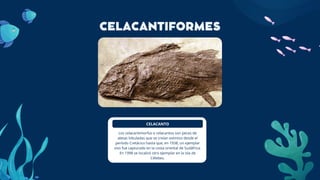 CELACANTIFORMES
CELACANTO
Los celacantimorfos o celacantos son peces de
aletas lobuladas que se creían extintos desde el
período Cretácico hasta que, en 1938, un ejemplar
vivo fue capturado en la costa oriental de Sudáfrica.
En 1998 se localizó otro ejemplar en la isla de
Célebes.
 