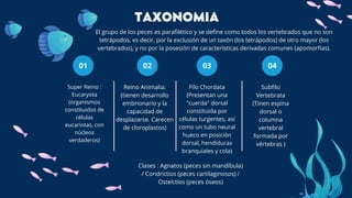 Super Reino :
Eucaryota
(organismos
constituidos de
células
eucariotas, con
núcleos
verdaderos)
01
TAXONOMIA
Reino Animalia:
(tienen desarrollo
embrionario y la
capacidad de
desplazarse. Carecen
de cloroplastos)
02
Filo Chordata
(Presentan una
"cuerda" dorsal
constituida por
células turgentes, así
como un tubo neural
hueco en posición
dorsal, hendiduras
branquiales y cola)
03
Subfilo
Vertebrata
(Tinen espina
dorsal o
columna
vertebral
formada por
vértebras )
04
Clases : Agnatos (peces sin mandíbula)
/ Condrictios (peces cartilaginosos) /
Osteíctios (peces óseos)
El grupo de los peces es parafilético y se define como todos los vertebrados que no son
tetrápodos, es decir, por la exclusión de un taxón (los tetrápodos) de otro mayor (los
vertebrados), y no por la posesión de características derivadas comunes (apomorfías).
 