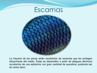 Escamas
La mayoría de los peces están recubiertos de escamas que les protegen
eficazmente del medio. Estas se desarrollan a partir de pliegues dérmicos
recubiertos de una epidermis con gran cantidad de queratina; pudiendo ser
de varios tipos:
 