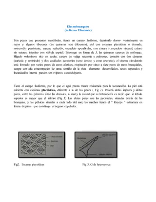 Elasmobranquios
(Seláceos Tiburones)
Son peces que presentan mandíbulas, tienen un cuerpo fusiforme, deprimido dorso- ventralmente en
rayas y algunos tiburones (las quimeras son diferentes); piel con escamas placoideas o desnuda;
notocordio persistente, aunque reducido; esqueleto apendicular, con cintura y esqueleto visceral; cráneo
sin suturas; intestino con válvula espiral. Estomago en forma de J, las quimeras carecen de estómago.
Hígado voluminoso rico en aceite, carece de vejiga natatoria y pulmones, corazón con dos cámaras
(aurícula y ventrículo) y dos cavidades accesorios (seno venoso y cono arterioso), el sistema circulatorio
está formado por varios pares de arcos aórticos, respiración por cinco a siete pares de arcos branquiales,
sangre con alta concentración de urea; sentido de la vista altamente desarrollados, sexos separados y
fecundación interna pueden ser ovíparos u ovovivíparos.
Tiene el cuerpo fusiforme, por lo que el agua presta menor resistencia para la locomoción. La piel está
cubierta con escamas placoideas, diferente a la de los peces ( Fig 2). Poseen aletas impares y aletas
pares, entre las primeras están las dorsales, la anal y la caudal que es heterocerca es decir, que el lóbulo
superior es mayor que el inferior (Fig 3) Las aletas pares son las pectorales, situadas detrás de las
branquias, y las pélvicas situadas a cada lado del ano; los machos tienen el “ fórceps “ estructura en
forma de pinza que constituye al órgano copulador.
Fig2. Escama placoideas Fig 3. Cola heterocerca
 