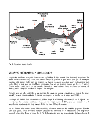Fig 4. Estructura de un tiburón
APARATOS RESPIRATORIO Y CIRCULATORIO
Respiración mediante branquias desnudas (sin opérculos), lo que supone una desventaja respecto a los
peces normales (Osteíctios), dado que dichos opérculos permiten al pez pasar agua por las branquias
mientras está quieto. Dado que los tiburones no tienen opérculos necesitan nadar continuamente para
poder filtrar el agua por sus hendiduras branquiales (que en los tiburones suelen ser de 5 a 7 pares).
Existen varias excepciones en las especies bentónicas poco activas. Estas mediante un sistema de
contracciones consiguen bombear la sangre a las branquias.
Corazón con un solo ventrículo y una aurícula. Es decir, su sistema circulatorio es simple, la sangre
arterial y venosa están mezcladas (la sangre con oxígeno se mezcla con la sangre con CO2).
La sangre del tiburón tiene un hematocrito variado según la actividad y características de la especie. Así,
por ejemplo las especies bentónicas tienen un porcentaje menor al 20%, con una concentración de
hemoglobina medianamente baja (menos de 6 g por cada 100 ml de sangre).
En las familias más activas, estas cifras ascienden, tal como ocurre en los lámnidos (capaces de saltar
fuera del aguas). Estos necesitan mantener (mediante la utilización de su musculatura) una temperatura
corporal y las cifras llegan a cerca de 40 % de hematocrito, con una concentración de hemoglobina de
 