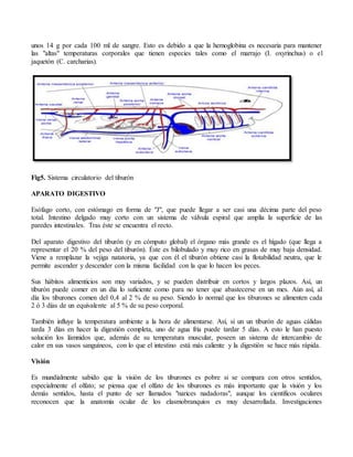 unos 14 g por cada 100 ml de sangre. Esto es debido a que la hemoglobina es necesaria para mantener
las "altas" temperaturas corporales que tienen especies tales como el marrajo (I. oxyrinchus) o el
jaquetón (C. carcharias).
Fig5. Sistema circulatorio del tiburón
APARATO DIGESTIVO
Esófago corto, con estómago en forma de "J", que puede llegar a ser casi una décima parte del peso
total. Intestino delgado muy corto con un sistema de válvula espiral que amplía la superficie de las
paredes intestinales. Tras éste se encuentra el recto.
Del aparato digestivo del tiburón (y en cómputo global) el órgano más grande es el hígado (que llega a
representar el 20 % del peso del tiburón). Éste es bilobulado y muy rico en grasas de muy baja densidad.
Viene a remplazar la vejiga natatoria, ya que con él el tiburón obtiene casi la flotabilidad neutra, que le
permite ascender y descender con la misma facilidad con la que lo hacen los peces.
Sus hábitos alimenticios son muy variados, y se pueden distribuir en cortos y largos plazos. Así, un
tiburón puede comer en un día lo suficiente como para no tener que abastecerse en un mes. Aún así, al
día los tiburones comen del 0,4 al 2 % de su peso. Siendo lo normal que los tiburones se alimenten cada
2 ó 3 días de un equivalente al 5 % de su peso corporal.
También influye la temperatura ambiente a la hora de alimentarse. Así, sí un un tiburón de aguas cálidas
tarda 3 días en hacer la digestión completa, uno de agua fría puede tardar 5 días. A esto le han puesto
solución los lámnidos que, además de su temperatura muscular, poseen un sistema de intercambio de
calor en sus vasos sanguíneos, con lo que el intestino está más caliente y la digestión se hace más rápida.
Visión
Es mundialmente sabido que la visión de los tiburones es pobre si se compara con otros sentidos,
especialmente el olfato; se piensa que el olfato de los tiburones es más importante que la visión y los
demás sentidos, hasta el punto de ser llamados "narices nadadoras", aunque los científicos oculares
reconocen que la anatomía ocular de los elasmobranquios es muy desarrollada. Investigaciones
 