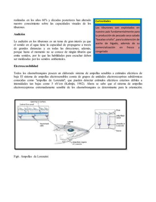 realizadas en los años 60"s y décadas posteriores han alterado
nuestro conocimiento sobre las capacidades visuales de los
tiburones.
Audición
La audición en los tiburones es un tema de gran interés ya que
el sonido en el agua tiene la capacidad de propagarse a través
de grandes distancias y en todas las direcciones; además,
porque hasta el momento no se conoce de ningún tiburón que
emita sonidos, por lo que las habilidades para escuchar deben
ser moldeadas por los sonidos ambientales.
Electrosensibilidad
Todos los elasmobranquios poseen un elaborado sistema de ampollas sensibles a estímulos eléctricos de
baja El sistema de ampollas electrosensibles consta de grupos de unidades electroreceptivas subdérmicas
conocidas como "ampollas de Lorenzini", que pueden detectar estímulos eléctricos externos débiles a
intensidades tan bajas como 5 nV/cm (Kalmijn, 1982). Ahora se sabe que el sistema de ampollas
electroreceptoras extremadamente sensible de los elasmobranquios es determinante para la orientación.
Fig6. Ampollas de Lorenzini
Curiosidades
Los tiburones son explotados en
nuestro país fundamentalmente para
la producción de pescado seco salado
“bacalao criollo”,paralaobtención de
aceite de hígado, además de su
comercialización en fresco y
congelado
 