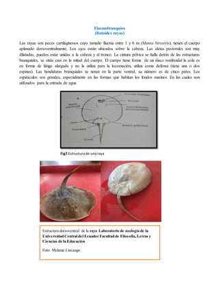 Elasmobranquios
(Batoides rayas)
Las rayas son peces cartilaginosos cuyo tamaño fluctúa entre 1 y 6 m (Manta birostris), tienen el cuerpo
aplanado dorsoventralmente, Los ojos están ubicados sobre la cabeza. Las aletas pectorales son muy
dilatadas, pueden estar unidas a la cabeza y al tronco. La cintura pélvica se halla detrás de las estructuras
branquiales, se sitúa casi en la mitad del cuerpo. El cuerpo tiene forma de un disco romboidal la cola es
en forma de látigo alargada y no la utiliza para la locomoción, utiliza como defensa (tiene una o dos
espinas). Las hendiduras branquiales se notan en la parte ventral, su número es de cinco pares. Los
espiráculos son grandes, especialmente en las formas que habitan los fondos marinos. En las cuales son
utilizados para la entrada de agua
Fig7.Estructurade unaraya
Estructura dorsoventral de la raya Laboratorio de zoología de la
Universidad Central del Ecuador Facultad de Filosofía, Letras y
Ciencias de la Educación
Foto: Melanie Lincango
 