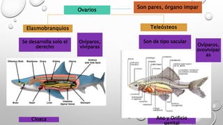 Ovarios
Elasmobranquios Teleósteos
Son pares, órgano impar
Se desarrolla solo el
derecho
Son de tipo sacular
Cloaca Ano y Orificio
genital
Ovíparos,
ovovivípar
as
Ovíparos,
vivíparas
 