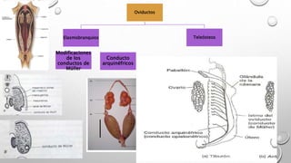 Oviductos
Elasmobranquios Teleósteos
Modificaciones
de los
conductos de
Müller
Conducto
arquinéfricos
 