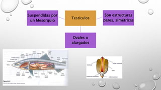 Testículos
Suspendidas por
un Mesorquio
Ovales o
alargados
Son estructuras
pares, simétricas
 