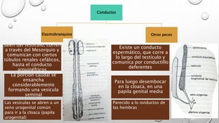 Conductos
Elasmobranquios Otros peces
Parecido a lo oviductos de
las hembras
Existe un conducto
espermático, que corre a
lo largo del testículo y
comunica por conductillo
deferentes
La porción caudal se
ensancha
considerablemente
formando una vesícula
seminal
Las vesículas se abren a un
seno urogenital común
para ir a la cloaca (papila
urogenital)
Salen del testículo, corren
a través del Mesorquio y
comunican con ciertos
túbulos renales cefálicos,
hasta el conducto
arquinéfricos
Para luego desembocar
en la cloaca, en una
papila genital media
 