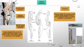 Órganos
copuladores
Elasmobranquios,
holocéfalos,
Teleósteos
Órganos
sujetadores
Órganos
sujetadores
Modificaciones
de las aletas
pelvianas
Modificaciones
de las aletas
pelvianas
Cada sujetador lleva un surco
medial cuya parte central es un
tubo cerrado , por la parte caudal
se comunica con el apopilo
El borde cefálico de la aleta anal del
macho puede alargarse hacia la
parte caudal formando un órgano
copulador o gonopodio
 