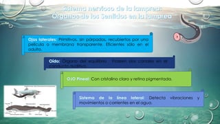 Órgano del equilibrio. Poseen dos canales en el
conducto auditivo.
Con cristalino claro y retina pigmentada.
Primitivos, sin párpados, recubiertos por una
película o membrana transparente. Eficientes sólo en el
adulto.
Detecta vibraciones y
movimientos o corrientes en el agua.
(Modificado desde: https://www.wikiwand.com/es/Hyperoartia)
 