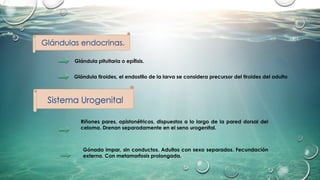 Glándula pituitaria o epífisis.
Glándula tiroides, el endostilo de la larva se considera precursor del tiroides del adulto
Riñones pares, opistonéfricos, dispuestos a lo largo de la pared dorsal del
celoma. Drenan separadamente en el seno urogenital.
Gónada impar, sin conductos. Adultos con sexo separados. Fecundación
externa. Con metamorfosis prolongada.
 