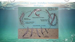 Primavera: ♀ desova
aprox. 650000 huevos.
Eclosionan a los 21 d
Larva ammocoete: 3 a 12 años
Invierno: metamorfosis
completa en 1 a 2 a
(Modificado desde: Hickman, Roberts y Larson, 2002. Fig. 26-5 Ciclo vital de a forma «continental» de la lamprea marina, Petromyson marinus)
 