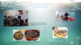 Lamprea rechea y Lamprea a la burdalesca
(Modificado desde: http://cocinoencasa.blogspot.com/2008/03/lamprea.html)
Timbal de lamprea
(Modificado desde: http://elcheflongjoe.blogspot.com/2011/04/timbal-de-
lamprea-del-chef-rivera.html)
En 'Os Pirús', cocinan la lamprea a
la bordelesa (o estilo Arbo) en ollas
de cerámica.
Modificado desde: https://www.guiarepsol.com/es/comer/en-el-
mercado/pescar-lamprea-en-arbo-pontevedra/
Pesca de lampreas
(Modificado desde:
https://www.elcorreogallego.es/hemeroteca/caen-primeras-
lampreas-un-gran-inicio-campana-ulla-FOCG1157507)
 