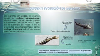 Los agnatos son peces. Se originan
desde los extintos ostracodermos;
alimentadores por succión de gruesas
suspensiones creadas al raspar algas
de la superficie de rocas. Y en la
actualidad están representados por los
mixines y lampreas, adaptados como
carroñeros o parásitos.
Todos los peces restantes tienen mandíbulas, y están incluidos, al igual que los
tetrápodos, en el linaje de los gnatostomados.
Monorhina
Cephalaspidomorphi
Anáspidos
Diplorhina
Myxini
Pteráspidos
Fuente: Modificado desde
Kardong,2007.
 