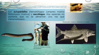 Petromyzon marinus adherida a su presa
(Modificado desde: https://animaleduca.com/lampreas/)
Son ectoparásitos (Hematófagos: Lamprea marina
Petromyson marinus) y necrófagos. Hay especies no
parásitas que no se alimentan una vez que
metamorfosean.
Peces con lesiones causadas
por lampreas.
(Modificado desde: https://deondesenon.xunta.gal/es/productos-de-la-marca/productos?id=601)
Petromyzon marinus
(Modificado desde:
https://www.bioscripts.net
/zoowiki/temas/34A.html)
 