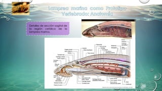 Detalles de sección sagital de
la región cefálica de la
lamprea marina.
(Modificado desde: https://vertebrados.files.wordpress.com/2015/03/tp_2_2015.pdf)
 