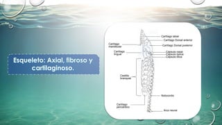 Cartílago
lingual
Cartílago labial
Cartílago Dorsal anterior
Cartílago
mandibular Cartílago Dorsal posterior
Cápsula nasal
Cápsula óptica
Cápsula ótica
Cestilla
branquial
Cartílago
pericárdico
Notocordio
Arco neural
 