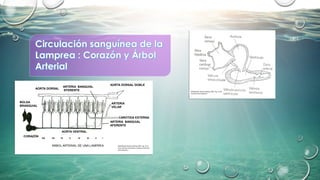 ÁRBOL ARTERIAL DE UNA LAMPREA
ARTERIA BANQUIAL
AFERENTE
AORTA DORSAL
AORTA VENTRAL
BOLSA
BRANQUIAL
CORAZÓN
ARTERIA
VELAR
VIII VII VI V IV III II I
CAROTIDA EXTERNA
ARTERIA BANQUIAL
EFERENTE
AORTA DORSAL DOBLE
(Modificado desde Kardong, 2007. Fig. 12.12
Arcos aórticos, branquias y arterias anteriores
de la lamprea.)
(Modificado desde Kardong, 2007. Fig. 12.28
Corazón de la lamprea.)
 