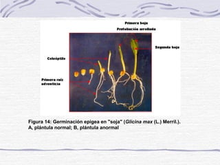  Un elemento que debe
acompañar a esta
imagen es un
comentario sobre la
misma.
 Ejemplo: Raíces de
cebolla sometidas a
diferentes sustancias
nutritivas. La plantas de
la izquierda son los
lotes testigo.
 