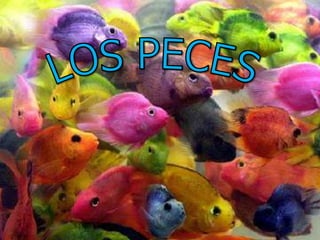 LOS PECES 