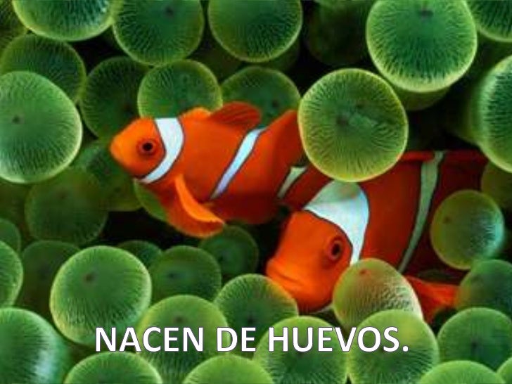Peces c