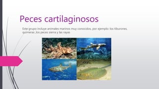 Peces cartilaginosos
Este grupo incluye animales marinos muy conocidos, por ejemplo: los tiburones,
quimeras ,los peces sierra y las rayas
 