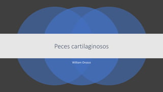 Peces cartilaginosos
William Orozco
 