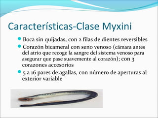 Características-Clase Myxini
Boca sin quijadas, con 2 filas de dientes reversibles
Corazón bicameral con seno venoso (cámara antes
del atrio que recoge la sangre del sistema venoso para
asegurar que pase suavemente al corazón); con 3
corazones accesorios
5 a 16 pares de agallas, con número de aperturas al
exterior variable
 
