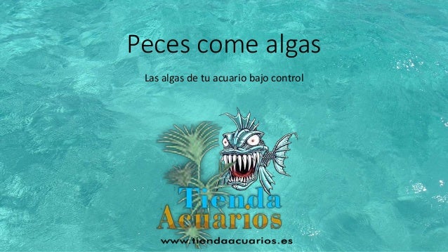 Peces Come Algas