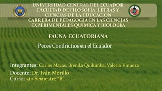 Peces Condrictios en el Ecuador
UNIVERSIDAD CENTRAL DEL ECUADOR
FACULTAD DE FILOSOFÍA, LETRAS Y
CIENCIAS DE LA EDUCACIÓN
CARRERA DE PEDAGOGÍA EN LAS CIENCIAS
EXPERIMENTALES QUÍMICA Y BIOLOGÍA
FAUNA ECUATORIANA
Integrantes: Carlos Macas, Brenda Quilumba, Valeria Vinueza
Docente: Dr. Iván Morillo
Curso: 5to Semestre “B”
 