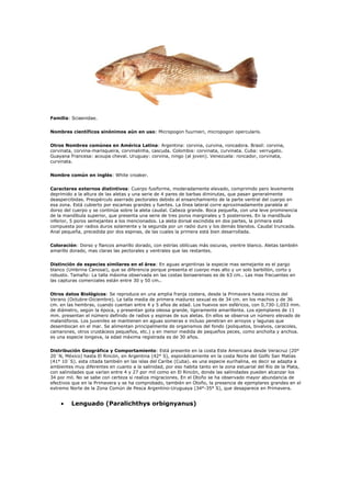 Familia: Sciaenidae.


Nombres científicos sinónimos aún en uso: Micropogon fuurnieri, micropogon opercularis.


Otros Nombres comúnes en América Latina: Argentina: corvina, curvina, roncadora. Brasil: corvina,
corvinata, corvina-marisqueira, corvinalinha, cascuda. Colombia: corvinata, curvinata. Cuba: verrugato.
Guayana Francesa: acoupa cheval. Uruguay: corvina, ningo (al joven). Venezuela: roncador, corvinata,
curvinata.


Nombre común en inglés: White croaker.


Caracteres externos distintivos: Cuerpo fusiforme, moderadamente elevado, comprimido pero levemente
deprimido a la altura de las aletas y una serie de 4 pares de barbas diminutas, que pasan generalmente
deaspercibidas. Preopérculo aserrado pectorales debido al ensanchamiento de la parte ventral del cuerpo en
esa zona. Está cubierto por escamas grandes y fuertes. La línea lateral corre aproximadamente paralela al
dorso del cuerpo y se continúa sobre la aleta caudal. Cabeza grande. Boca pequeña, con una leve prominencia
de la mandíbula superior, que presenta una serie de tres poros marginales y 5 posteriores. En la mandíbula
inferior, 5 poros semejantes a los mencionados. La aleta dorsal escindida en dos partes, la primera está
compuesta por radios duros solamente y la segunda por un radio duro y los demás blandos. Caudal truncada.
Anal pequeña, precedida por dos espinas, de las cuales la primera está bien desarrollada.


Coloración: Dorso y flancos amarillo dorado, con estrías oblícuas más oscuras, vientre blanco. Aletas también
amarillo dorado, mas claras las pectorales y ventrales que las restantes.


Distinción de especies similares en el área: En aguas argentinas la especie mas semejante es el pargo
blanco (Umbrina Canosai), que se diferencia porque presenta el cuerpo mas alto y un solo barbillón, corto y
robusto. Tamaño: La talla máxima observada en las costas bonaerenses es de 63 cm.. Las mas frecuentes en
las capturas comerciales están entre 30 y 50 cm..


Otros datos Biológicos: Se reproduce en una amplia franja costera, desde la Primavera hasta inicios del
Verano (Octubre-Diciembre). La talla media de primera madurez sexual es de 34 cm. en los machos y de 36
cm. en las hembras, cuando cuentan entre 4 y 5 años de edad. Los huevos son esféricos, con 0,730-1,053 mm.
de diámetro, según la época, y presentan gota oleosa grande, ligeramente amarillenta. Los ejemplares de 11
mm. presentan el número definido de radios y espinas de sus aletas. En ellos se observa un número elevado de
malanóforos. Los juveniles se mantienen en aguas someras e incluso penetran en arroyos y lagunas que
desembocan en el mar. Se alimentan principalmente de organismos del fondo (poliquetos, bivalvos, caracoles,
camarones, otros crustáceos pequeños, etc.) y en menor medida de pequeños peces, como anchoíta y anchoa.
es una especie longeva, la edad máxima registrada es de 30 años.


Distribución Geográfica y Comportamiento: Está presente en la costa Este Americana desde Veracruz (20°
20´N, México) hasta El Rincón, en Argentina (42° S), esporádicamente en la costa Norte del Golfo San Matías
(41° 10´S). esta citada también en las islas del Caribe (Cuba). es una especie eurihalina, es decir se adapta a
ambientes muy diferentes en cuanto a la salinidad, por eso habita tanto en la zona estuarial del Río de la Plata,
con salinidades que varían entre 4 y 27 por mil como en El Rincón, donde las salinidades pueden alcanzar los
34 por mil. No se sabe con certeza si realiza migraciones. En el Otoño se ha observado mayor abundancia de
efectivos que en la Primavera y se ha comprobado, también en Otoño, la presencia de ejemplares grandes en el
extremo Norte de la Zona Común de Pesca Argentino-Uruguaya (34°-35° S), que desaparece en Primavera.


    •    Lenguado (Paralichthys orbignyanus)
 