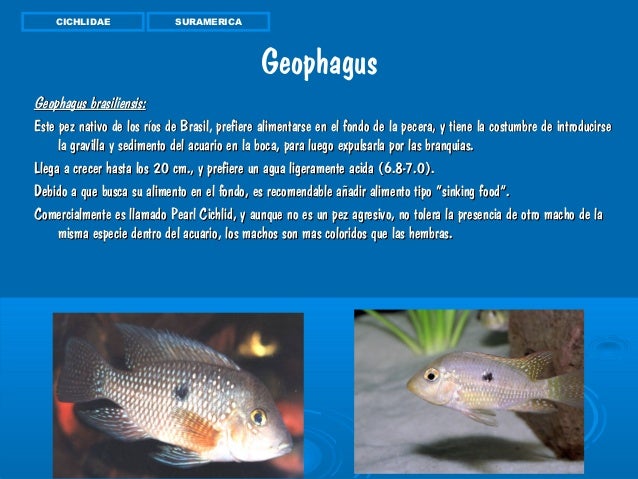 Peces De Ornamentales De Agua Dulce Trabajo Actual