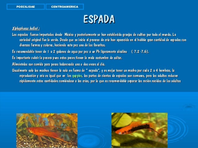 Peces De Ornamentales De Agua Dulce Trabajo Actual