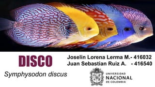 DISCO
Symphysodon discus
Joselin Lorena Lerma M.- 416032
Juan Sebastian Ruiz A. - 416540
 