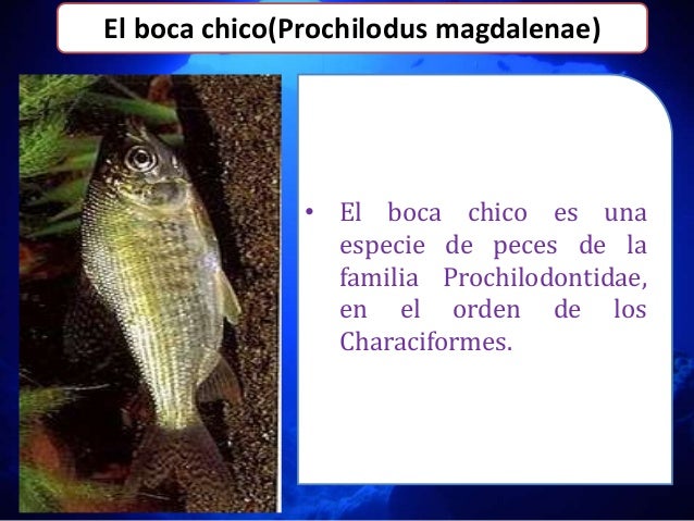 Peces En Ecuador