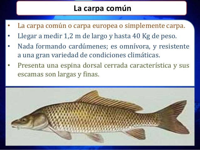 Peces En Ecuador