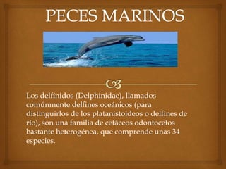 Los delfínidos (Delphinidae), llamados
comúnmente delfines oceánicos (para
distinguirlos de los platanistoideos o delfines de
río), son una familia de cetáceos odontocetos
bastante heterogénea, que comprende unas 34
especies.
 