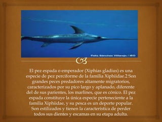 El pez espada o emperador (Xiphias gladius) es una
especie de pez perciforme de la familia Xiphiidae.2 Son
grandes peces predadores altamente migratorios,
caracterizados por su pico largo y aplanado, diferente
del de sus parientes, los marlines, que es cónico. El pez
espada constituye la única especie perteneciente a la
familia Xiphiidae, y su pesca es un deporte popular.
Son estilizados y tienen la característica de perder
todos sus dientes y escamas en su etapa adulta.
 