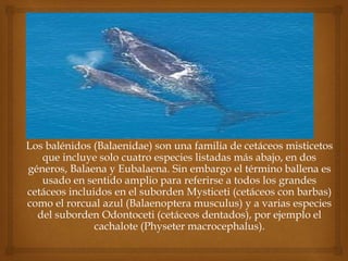 Los balénidos (Balaenidae) son una familia de cetáceos misticetos
que incluye solo cuatro especies listadas más abajo, en dos
géneros, Balaena y Eubalaena. Sin embargo el término ballena es
usado en sentido amplio para referirse a todos los grandes
cetáceos incluidos en el suborden Mysticeti (cetáceos con barbas)
como el rorcual azul (Balaenoptera musculus) y a varias especies
del suborden Odontoceti (cetáceos dentados), por ejemplo el
cachalote (Physeter macrocephalus).
 