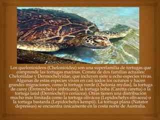 Los quelonioideos (Chelonioidea) son una superfamilia de tortugas que
comprende las tortugas marinas. Consta de dos familias actuales:
Cheloniidae y Dermochelyidae, que incluyen siete u ocho especies vivas.
Algunas de estas especies viven en casi todos los océanos y hacen
grandes migraciones, como la tortuga verde (Chelonia mydas), la tortuga
de carey (Eretmochelys imbricata), la tortuga boba (Caretta caretta) o la
tortuga laúd (Dermochelys coriacea). Otras tienen una distribución
mucho más limitada como la tortuga olivácea (Lepidochelys olivacea) o
la tortuga bastarda (Lepidochelys kempii). La tortuga plana (Natator
depressus) se encuentra únicamente en la costa norte de Australia.
 