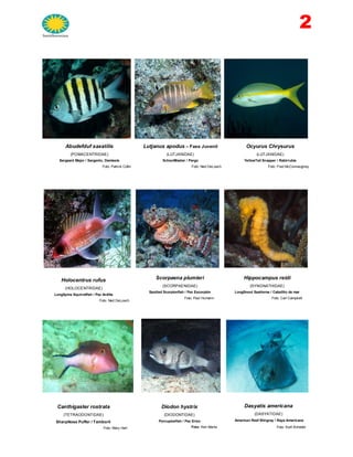 2
Abudefduf saxatilis
(POMACENTRIDAE)
Sergeant Major / Sargento, Damisela
Foto: Patrick Collin
Lutjanus apodus – Fase Juvenil
(LUTJANIDAE)
SchoolMaster / Pargo
Foto: Ned DeLoach
Holocentrus rufus
(HOLOCENTRIDAE)
LongSpine Squirrelfish / Pez Ardilla
Foto: Ned DeLoach
Ocyurus Chrysurus
(LUTJANIDAE)
YellowTail Snapper / Rabirrubia
Foto: Fred McConnaughey
Scorpaena plumieri
(SCORPAENIDAE)
Spotted Scorpionfish / Pez Escorpión
Foto: Paul Humann
Hippocampus reidi
(SYNGNATHIDAE)
LongSnout SeaHorse / Caballito de mar
Foto: Carl Campbell
Canthigaster rostrata
(TETRAODONTIDAE)
SharpNose Puffer / Tamboril
Foto: Mary Hart
Diodon hystrix
(DIODONTIDAE)
Porcupinefish / Pez Erizo
Foto: Ken Marks
Dasyatis americana
(DASYATIDAE)
American Reef Stingray / Raya Americana
Foto: Kurt Amsler
 
