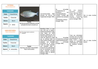 YATORANA
Brycon amazonicus
TAXONOMÍA
Orden: Characiformes
Familia: Characidae
Género: Brycon
Especie:
A. dentex
Fuente:
http://pecesmigratoriosdebolivia.com/inde
x.php/yatorana-brycon-amazonicus/
Los machospueden llegar
alcanzar los 46,2 cm de
longitudtotal (Cervigón 1994).
Se encuentran
en Sudamérica:río
Amazonas y sus
principalesafluentes
en Brasil. También está
presenteenlascuencasde
los
ríos Esequiboy Orinoco
(Cervigón 1994).
Es una especie
omnívora, consume
frutos, semillas, flores,
restos de vegetales,
plantas herbáceas,
insectos y restos de
peces (Cervigón 1994).
Vive en zonas de clima
tropical.
DAMA MONTAÑERA
Brycon atrocaudatus
TAXONOMÍA
Orden: Characiformes
Familia: Characidae
Género: Brycon
Especie: B. atrocaudatus
Fuente:
http://www.naturalista.mx/taxa/325651-
Brycon-atrocaudatus
Mandíbula inferior un poco
más corta que la superior;
dientespremaxilaresen3 filas.
Línea lateral con 56-59
escamas, presencia de una
mancha negra grande en la
mitad del pedúnculo caudal
que se prolonga hasta los
radios medioscaudales;suele
presentar una tonalidad
amarillenta en el vientre.
Todas las aletas presentan
una tonalidad rojiza a
excepción de la aleta adiposa
que es amarillenta. En vida
suelen presentar manchas
púrpuras sobre el opérculo
(Cervigón 1994).
Se encuentran
en Sudamérica:cuencas fl
uviales transandinasdel P
erú y en Ecuador
(Cervigón 1994).
Tiene una alimentación
omnívora. Se la encuentra
principalmente en ríos de
fondo rocoso y aguas
rápidas en cardúmenes
conformados por cientos
de individuos (Cervigón
1994).
Vive en zonas de clima
tropical.
 