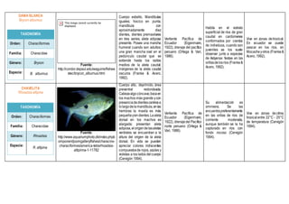 DAMA BLANCA
Brycon alburnus
TAXONOMÍA
Orden: Characiformes
Familia: Characidae
Género: Brycon
Especie: B. alburnus
Fuente:
http://condor.depaul.edu/waguirre/fishwe
stec/brycon_alburnus.html
Cuerpo esbelto. Mandíbulas
iguales; hocico en punta,
mandíbula con
aproximadamente diez
dientes, dientes premaxilares
en tres series, aleta adiposa
presente. Posee una mancha
humeral cuando son adultos;
una gran mancha oval en el
pedúnculo caudal que se
extiende hasta los radios
medios de la aleta caudal;
márgenes de la aleta caudal
oscuros (Franke & Acero,
1992).
Vertiente Pacífica de
Ecuador (Eigenmann,
1922), drenaje del pacífico
peruano (Ortega & Vari,
1986).
Habita en el estrato
superficial de ríos de gran
caudal en cardúmenes
conformados por cientos
de individuos, cuando son
juveniles se los suele
observar junto a especies
de Astyanax festae en las
orillasdelosríos (Franke&
Acero, 1992).
Vive en zonas de tropical.
En ecuador se puede
pescar en los ríos, en
Mocacheyotros (Franke&
Acero, 1992).
CHAVELITA
Rhoadsia altipina
TAXONOMÍA
Orden: Characiformes
Familia: Characidae
Género: Rhoadsia
Especie:
R. altipina
Fuente:
http://www.aquariumphoto.dk/index.php/c
omponent/joomgallery/fishes/characins-
characiformes/america-tetra/rhoadsia-
altipinna-1-11782
Cuerpo alto, deprimido, área
preventral redondeada.
Cabezaalgocóncava;bocaen
los machos más grande ycon
presenciadedientescaninosa
lolargodelamandíbula,enlas
hembras la maxila es más
pequeñaysindientes.Laaleta
dorsal en los machos es
alargada; presentan aleta
adiposa,elorigendelasaletas
ventrales se encuentran a la
altura del origen de la aleta
dorsal. En vida se pueden
apreciar colores iridiscentes
compuestosde rojos, azules y
violetas a los lados delcuerpo
(Cervigón 1994).
Vertiente Pacífica de
Ecuador (Eigenmann,
1922), drenajedel Pacífico
norte peruano (Ortega &
Vari, 1986).
Su alimentación es
omnívora. Se las
encuentrapreferentemente
en las orillas de ríos de
corriente moderada,
aunque también se la ha
capturado en ríos con
fondo rocoso (Cervigón
1994).
Vive en zonas de clima
tropical entre 22°C - 25°C
de temperatura (Cervigón
1994).
 